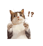 猫様がお腹を見せながらこちらを見てくる（個別スタンプ：10）
