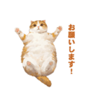 猫様がお腹を見せながらこちらを見てくる（個別スタンプ：12）