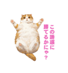 猫様がお腹を見せながらこちらを見てくる（個別スタンプ：13）