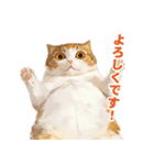 猫様がお腹を見せながらこちらを見てくる（個別スタンプ：15）