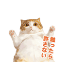 猫様がお腹を見せながらこちらを見てくる（個別スタンプ：16）