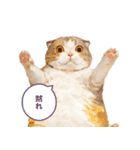 猫様がお腹を見せながらこちらを見てくる（個別スタンプ：18）