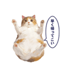 猫様がお腹を見せながらこちらを見てくる（個別スタンプ：19）