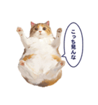 猫様がお腹を見せながらこちらを見てくる（個別スタンプ：20）