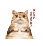 猫様がお腹を見せながらこちらを見てくる（個別スタンプ：23）