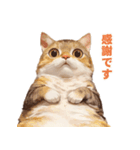 猫様がお腹を見せながらこちらを見てくる（個別スタンプ：24）
