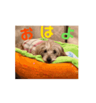 我が家の愛犬vivi（個別スタンプ：1）