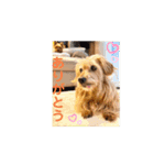 我が家の愛犬vivi（個別スタンプ：3）