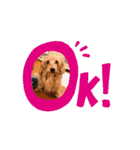 我が家の愛犬vivi（個別スタンプ：4）