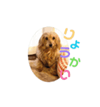 我が家の愛犬vivi（個別スタンプ：5）