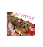 我が家の愛犬vivi（個別スタンプ：6）