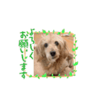 我が家の愛犬vivi（個別スタンプ：7）