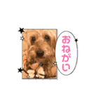 我が家の愛犬vivi（個別スタンプ：8）