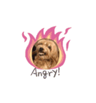 我が家の愛犬vivi（個別スタンプ：9）