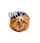 我が家の愛犬vivi（個別スタンプ：10）