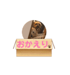 我が家の愛犬vivi（個別スタンプ：11）
