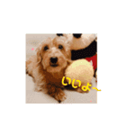 我が家の愛犬vivi（個別スタンプ：12）