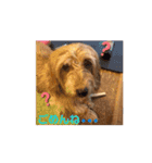 我が家の愛犬vivi（個別スタンプ：13）