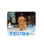 我が家の愛犬vivi（個別スタンプ：14）