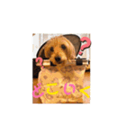 我が家の愛犬vivi（個別スタンプ：15）