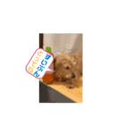 我が家の愛犬vivi（個別スタンプ：16）