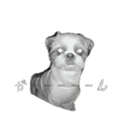 おこげと笑吉 4（個別スタンプ：8）