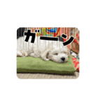 本日の大福（個別スタンプ：4）