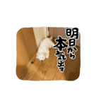 本日の大福（個別スタンプ：5）