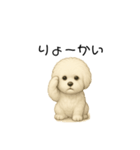 かわいい。ビションフリーゼ（個別スタンプ：1）