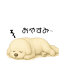 かわいい。ビションフリーゼ（個別スタンプ：3）