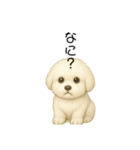 かわいい。ビションフリーゼ（個別スタンプ：13）