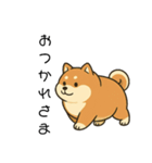 毎日使える会話【柴犬】（個別スタンプ：4）