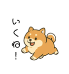毎日使える会話【柴犬】（個別スタンプ：10）