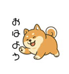 毎日使える会話【柴犬】（個別スタンプ：12）