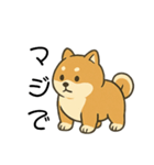 毎日使える会話【柴犬】（個別スタンプ：21）
