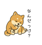 毎日使える会話【柴犬】（個別スタンプ：30）