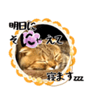 ヨーコ作オリジナルスタンプ（個別スタンプ：7）