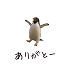 カップル用 犬や猫が気持ちを代弁スタンプ（個別スタンプ：1）