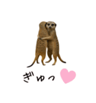 カップル用 犬や猫が気持ちを代弁スタンプ（個別スタンプ：6）