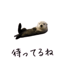 カップル用 犬や猫が気持ちを代弁スタンプ（個別スタンプ：7）