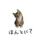 カップル用 犬や猫が気持ちを代弁スタンプ（個別スタンプ：8）
