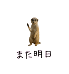 カップル用 犬や猫が気持ちを代弁スタンプ（個別スタンプ：9）