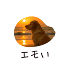 カップル用 犬や猫が気持ちを代弁スタンプ（個別スタンプ：10）