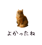 カップル用 犬や猫が気持ちを代弁スタンプ（個別スタンプ：12）