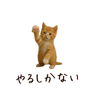 カップル用 犬や猫が気持ちを代弁スタンプ（個別スタンプ：16）