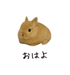 カップル用 犬や猫が気持ちを代弁スタンプ（個別スタンプ：17）