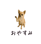 カップル用 犬や猫が気持ちを代弁スタンプ（個別スタンプ：18）