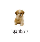 カップル用 犬や猫が気持ちを代弁スタンプ（個別スタンプ：19）