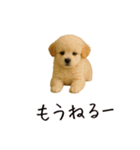 カップル用 犬や猫が気持ちを代弁スタンプ（個別スタンプ：20）