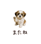 カップル用 犬や猫が気持ちを代弁スタンプ（個別スタンプ：21）
